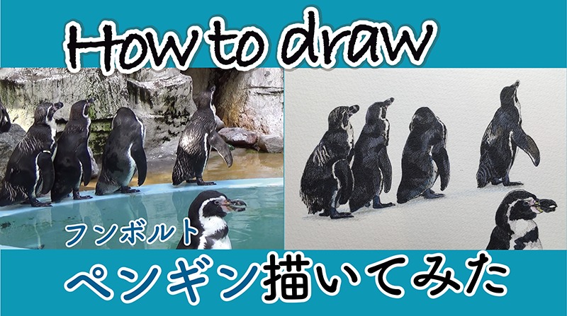 Drawing Humboldt Penguin How To Draw フンボルトペンギン描いてみた プールサイドで並んでるのが可愛い コピックチャオ 色鉛筆 美術家いちだみなみ1901 いちだみなみ 美術家